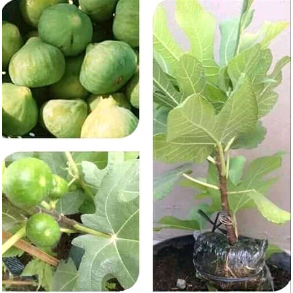 

paket 10 buah tin gren yourdan