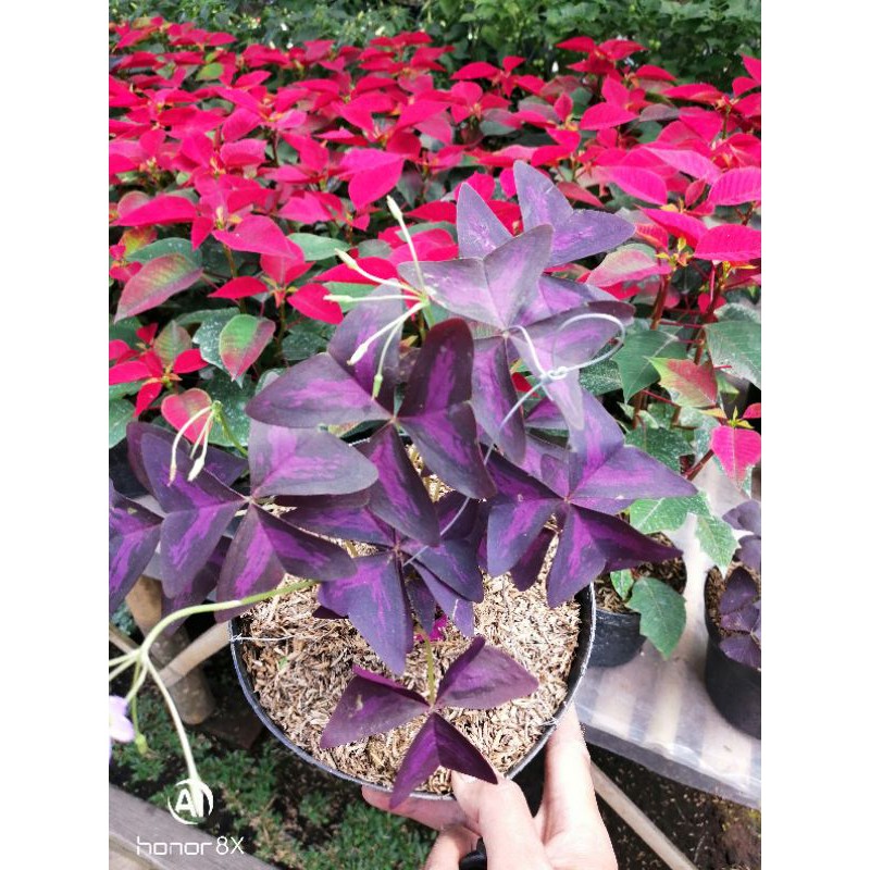 Bunga Butterfly/Toko Tanaman Hias Murah Bandung.