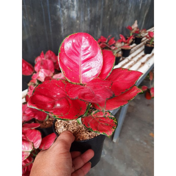 PROMO aglonema red anjamani menor remaja daun 4-5-6++ ( Bisa COD )