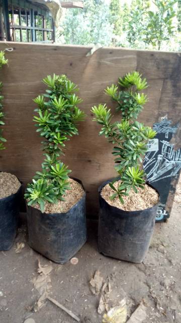 Jual Pohon Lohansung Shincuan Cincuan Bahan Bonsai Indonesia Shopee Indonesia