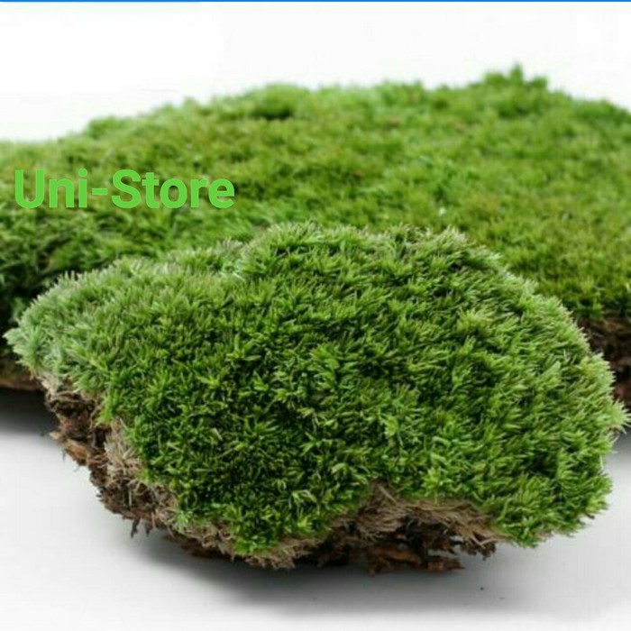 

terabaru LUMUT HIDUP 1 kg / FOREST MOSS Cover Bonsai segar