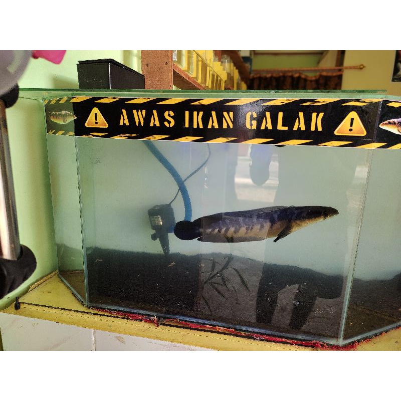 Channa YELLOW SENTARUM -+30CM