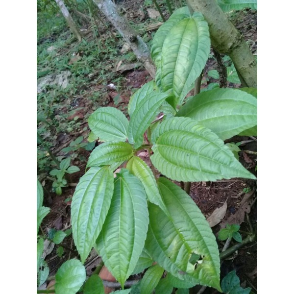 

Sayur / Lalapan Pohpohan ( per ikat )