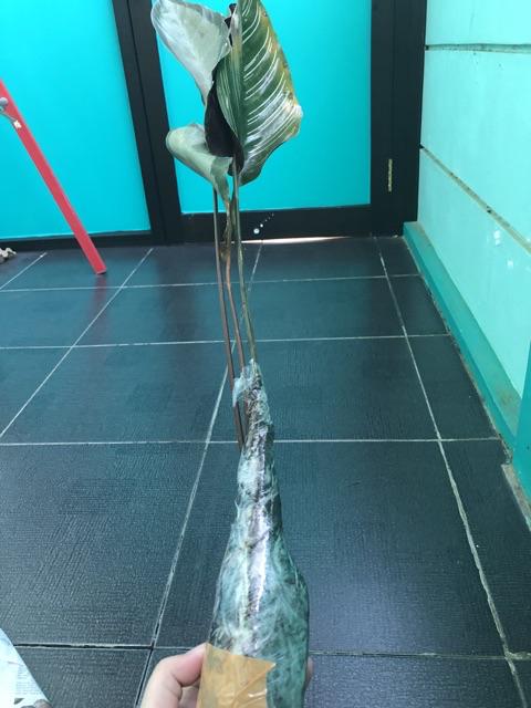 New Produck!! Tanaman Hias Calathea Ornata Pin Strip
