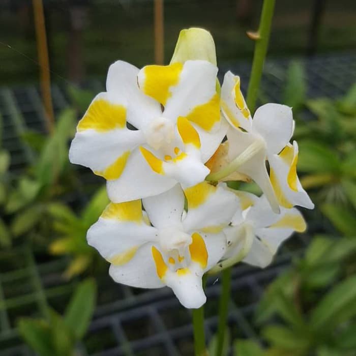 anggrek doritis pulcherima yellow dewasa