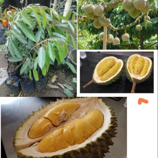 Bibit durian musangking super 1meter