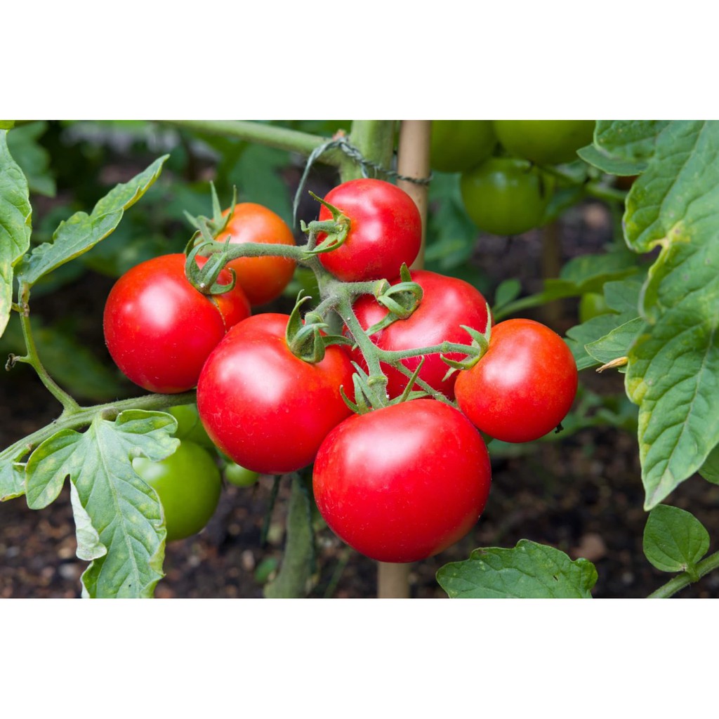 Benih Bibit Biji - Tomato (Standart) Moneymaker (Rasa Manis Enak Terfavorit!) Seeds - IMPORT