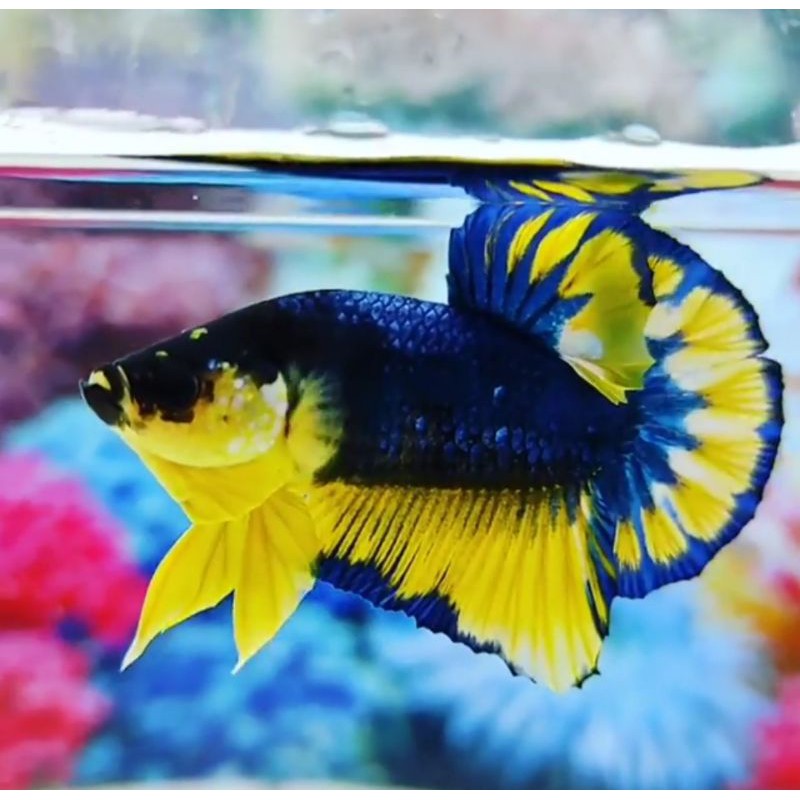 IKAN CUPANG HIAS YELLOW MUSTARD GAS SETINGAN INDUKAN SEPASANG TOP GRADE STRONGCOLOUR TERMURAH