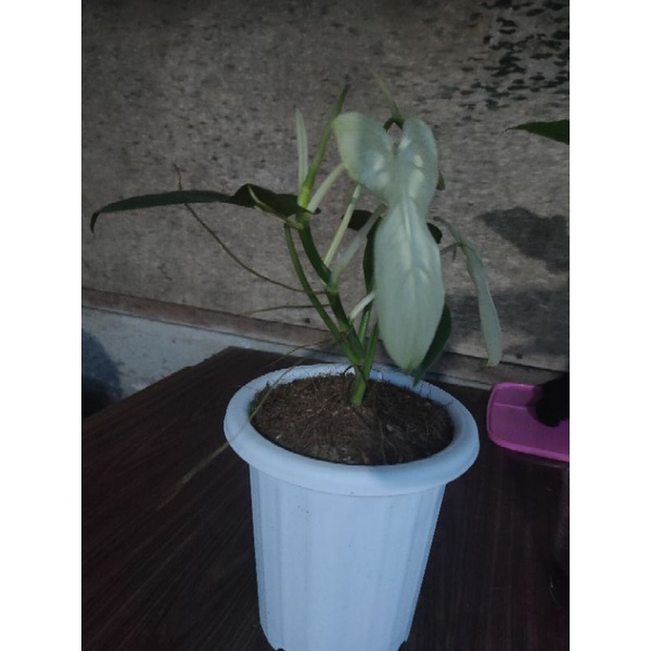 Tanaman Hias Philodendron violin variegata fresh cut