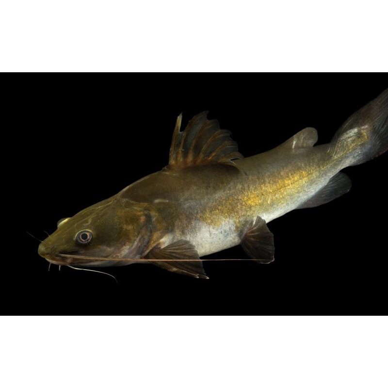 hiasan aquarium baung / beong hias catfish sungai lokal baung kuning hemibagrus replika plastik