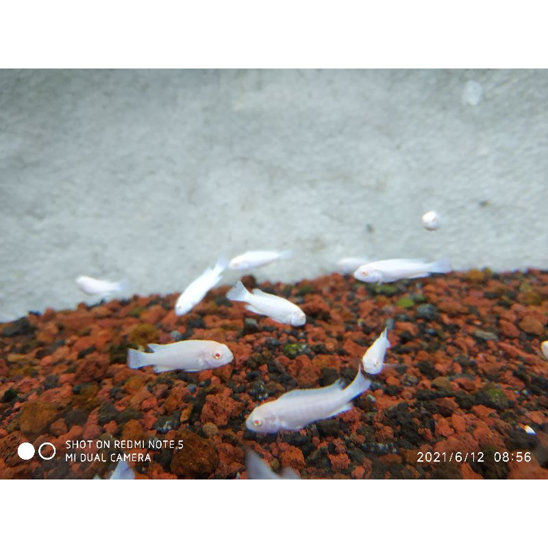 cichlid snow white