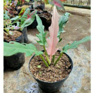 Tanaman Hias Philo Gergaji Pink