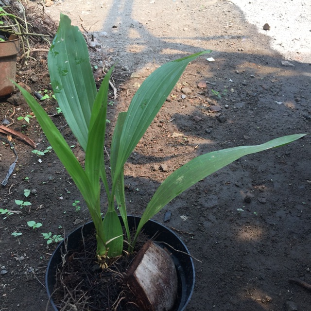 COELOGYNE PANDURATA