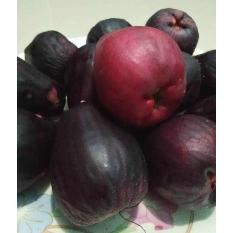 BIBIT JAMBU JAMAIKA