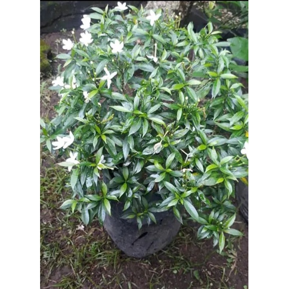 rombusa rimbun melati rombusa