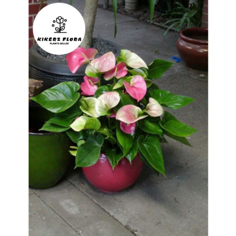 PROMO!!! TANAMAN HIAS ANTHURIUM MICKEY MOUSE// MULTI COLOR