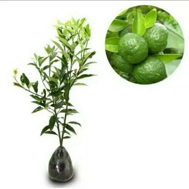 Bibit jeruk Limau limo unggul udah berbuah+pupuk mutiara