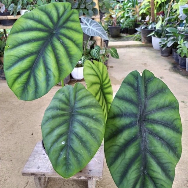 ALOCASIA TENGKORAK HIJAU dragon scale talas tengkorak