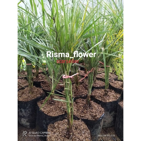 POHON KURMA / TANAMAN KORMA / POHON BUAH KORMA