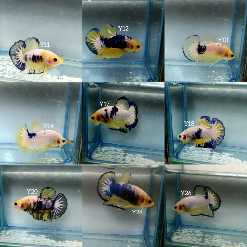 (Barang Sesuai Foto) Ikan Cupang Yellow Fancy Top Grade