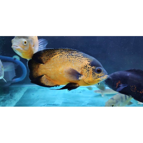 IKAN OSCAR TEMBAGA 3 - 4 JARIUP