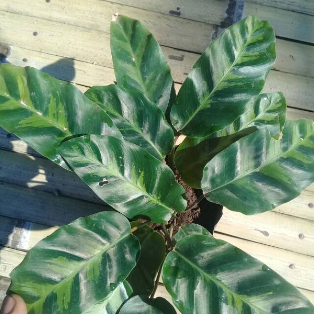 Calathea louisae....