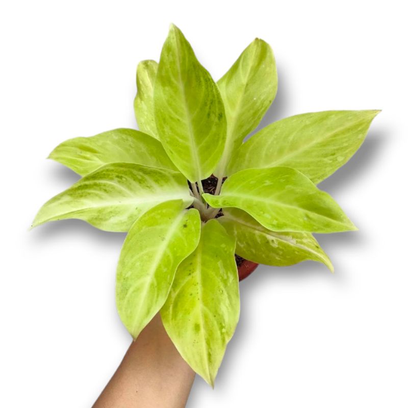 Aglonema Sundrop tanaman hias aglonema Sundrop aglo Sundrop tanaman hias aglonema import murah berku