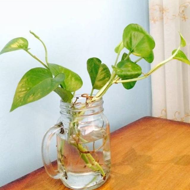 tanaman hias daun sirih - tanaman tahan air - tanaman indoor - Tanaman Air - aesthetic decor