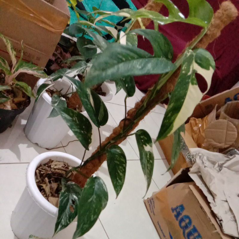 Epipremnum Pinnatum Variegata