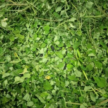 

Daun Kelor Kering 500 gram