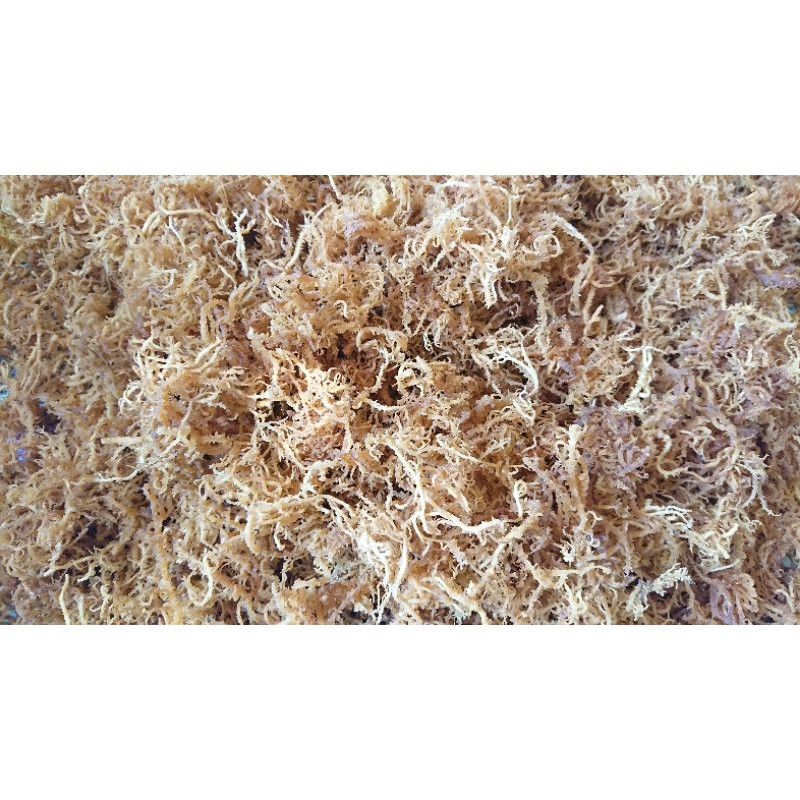 

rumput laut spinosum kering 500gr