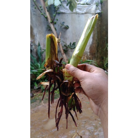 Stek rumput Guatemala murah