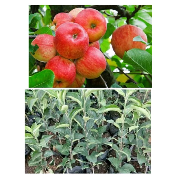 Bibit Pohon Apel cangkok