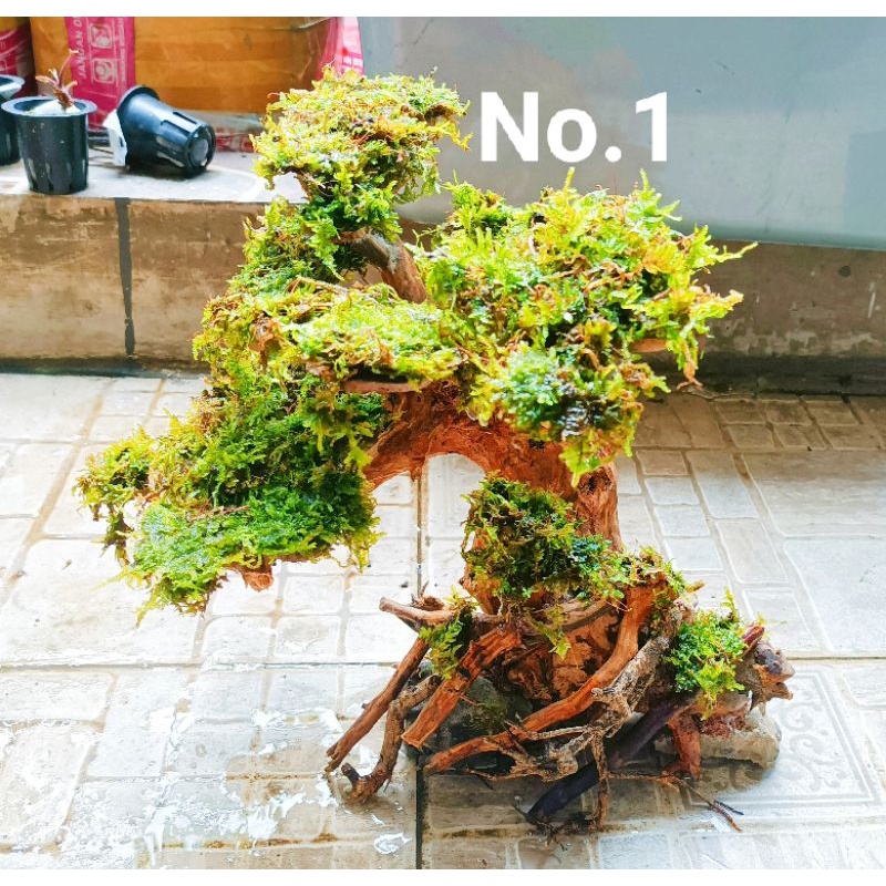 Aquascape kayu bonsai aquarium