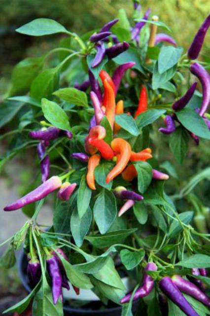 Benih Bibit Biji - Cabai Masquerade Purple Cabe Rainbow Chili Pepper Seeds