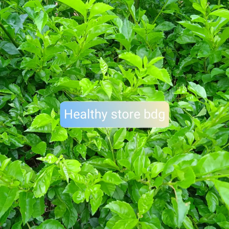 

Daun Beluntas Segar Paket 1 kg