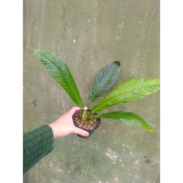 tanaman hias philo rinet