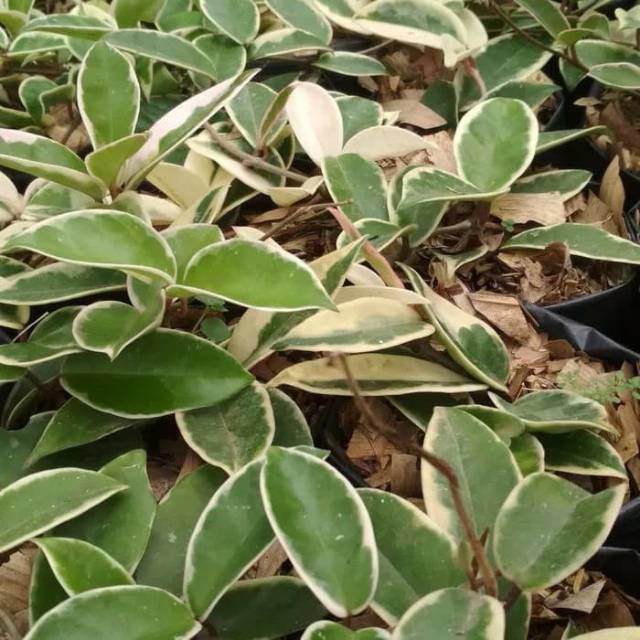 Tanaman gantung hoya cornosa vatigata - tanaman hias hoya kornosa