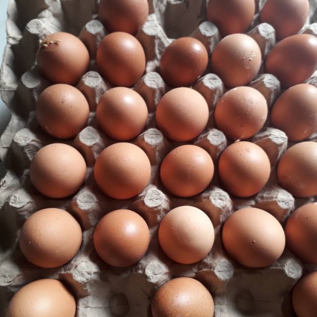 

Telur ayam