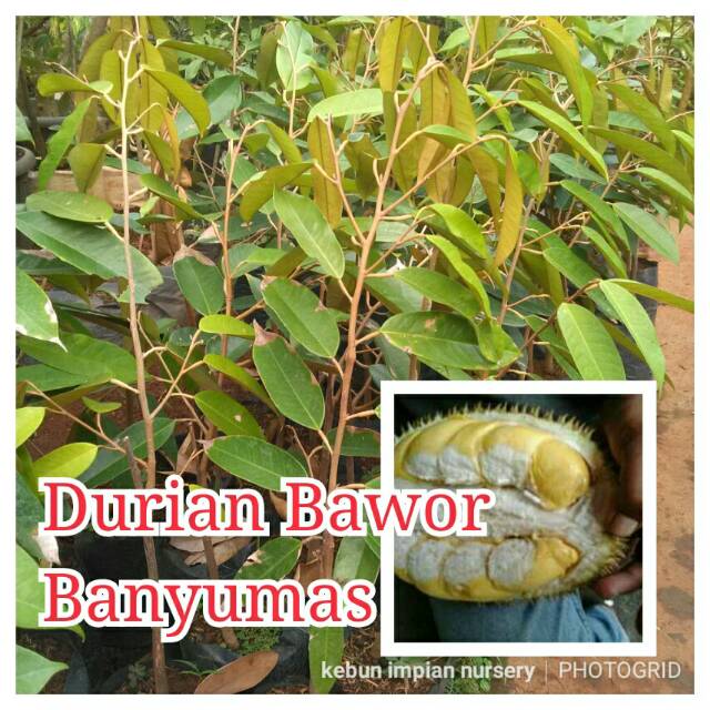 Bibit durian bawor super