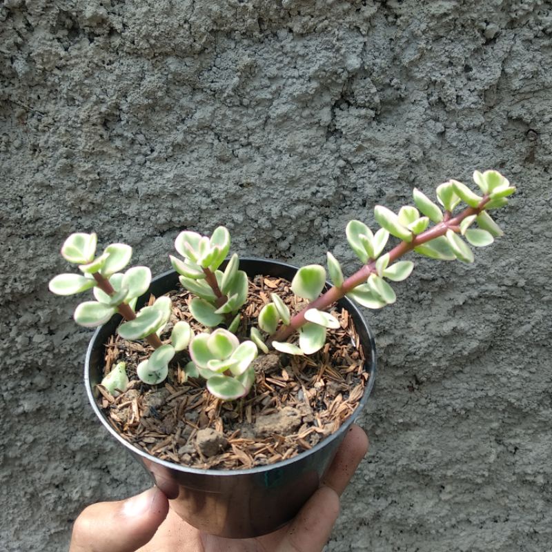 Jade Plant | DP 10cm | Sukulen
