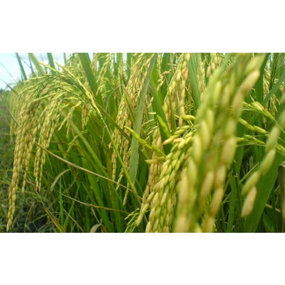 Biji Padi Sunggal 5KG Varietas Unggul