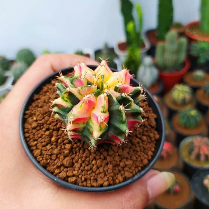 mihanovichii hybrid var