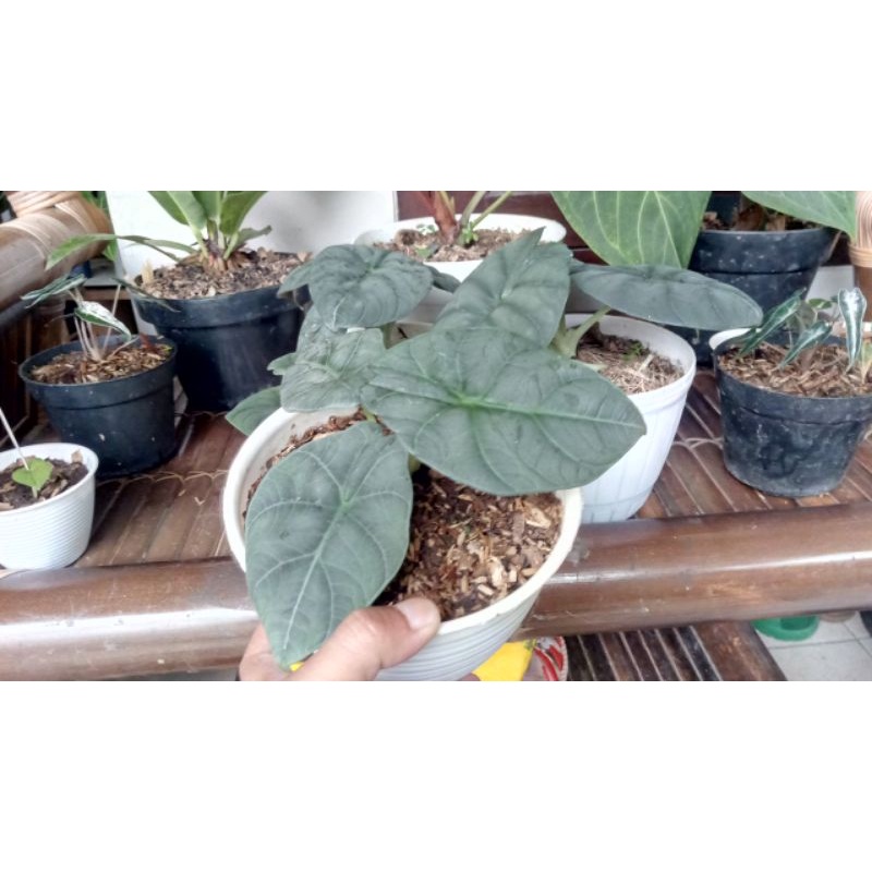 Alocasia Maharani Remaja Riil Pic