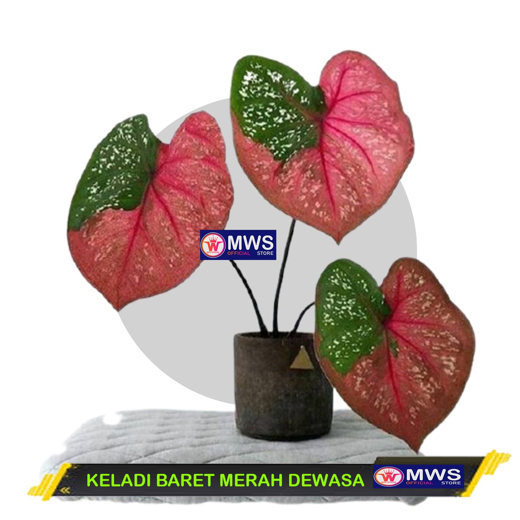 TANAMAN HIAS KELADI BARET MERAH VARIGATA DEWASA MWS OFFICIAL STORE