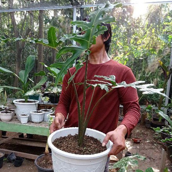 Tanaman hias alocasia portei langka