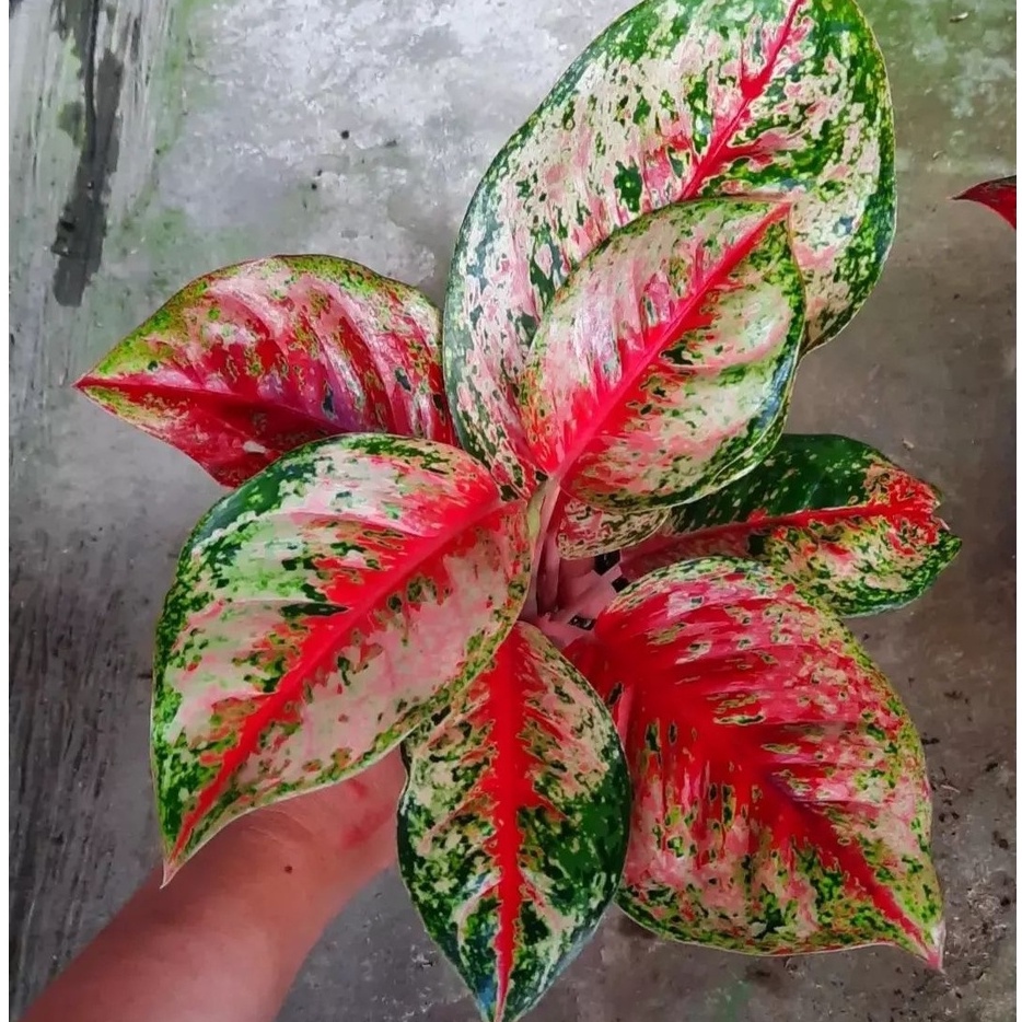 Aglonema Sweet Dream Tanaman Aglonema Aglaonema Hias Aglonema Murah Anakan Aglonema Bunga Aglonema B