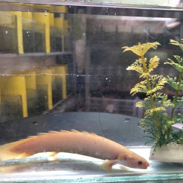 Ikan Naga/ Palmas Albino