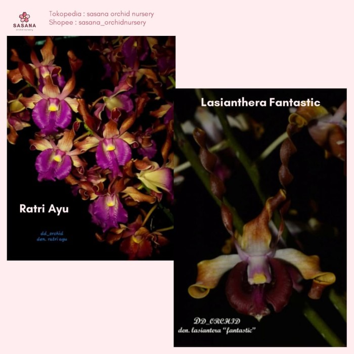Anggrek Ratri Ayu x Lasianthera Fantastic | Original DD Orchid - seedling