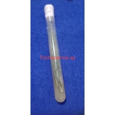 isolat trichoderma sp